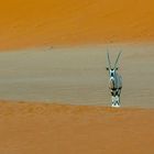 In den Dünen am Sossusvlei - Oryxe als morgendliche Begleiter