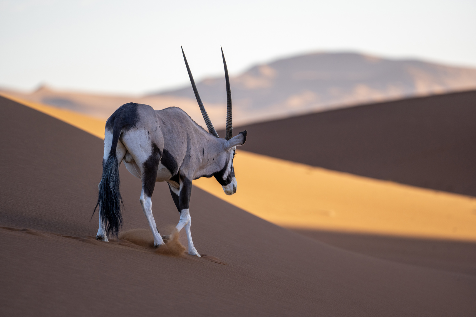 In den Dünen am Sossusvlei - Oryxe als morgendliche Begleiter