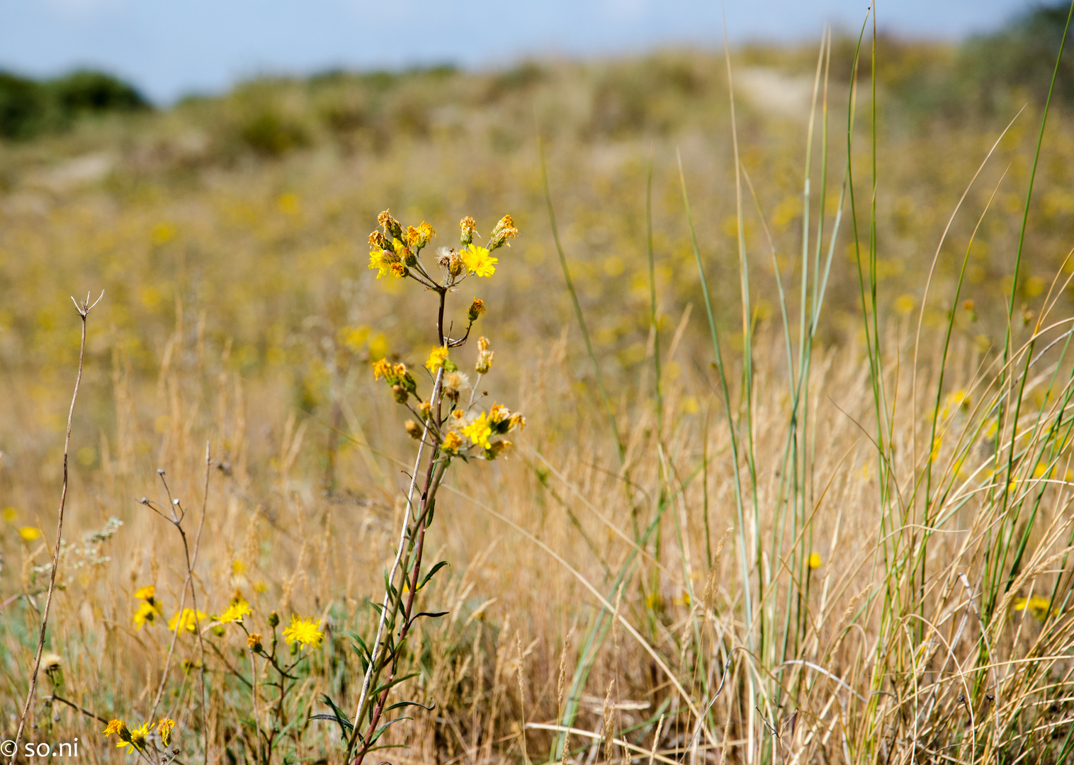 in den Dünen auf Rügen