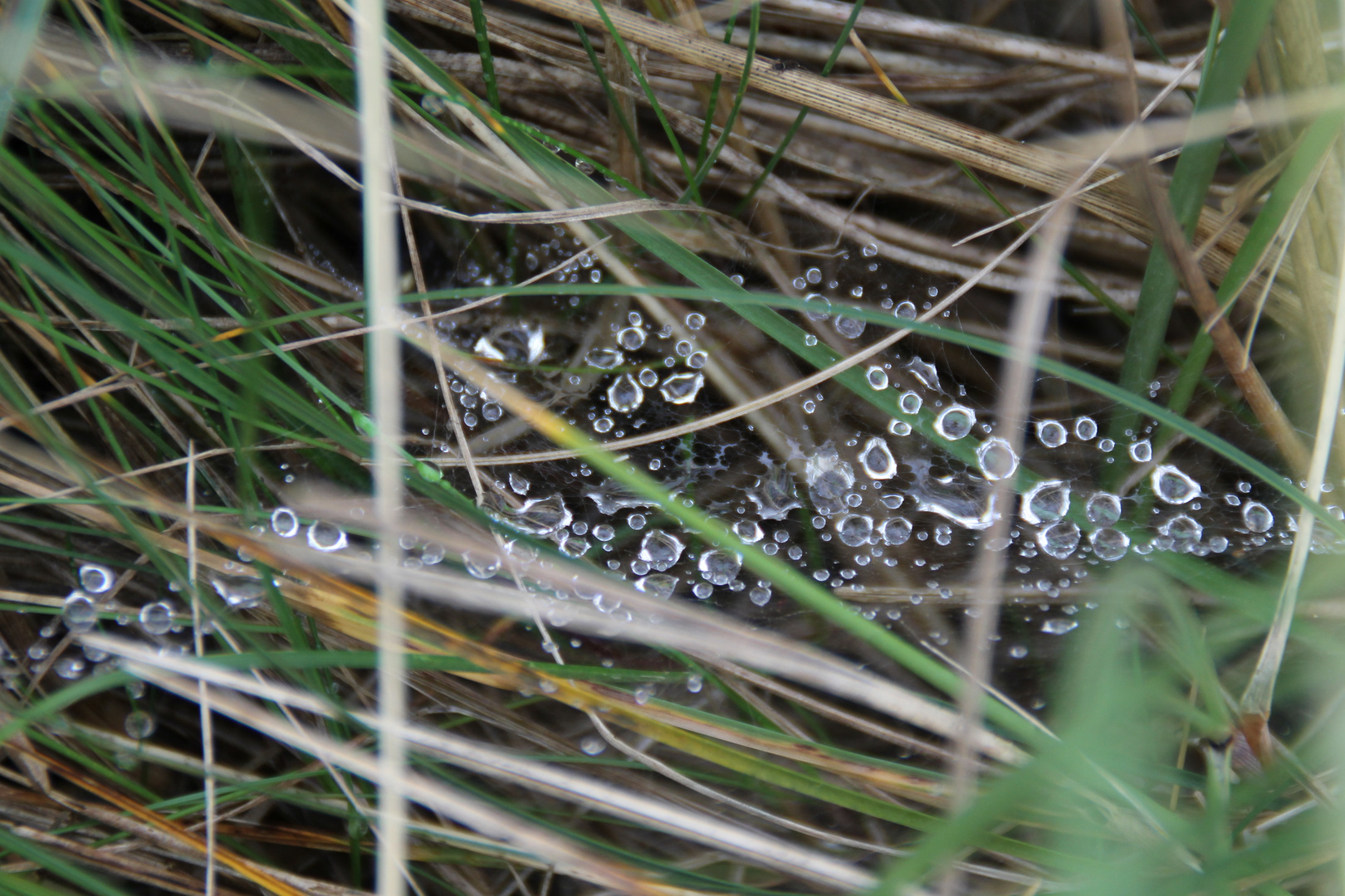 In den Dünen