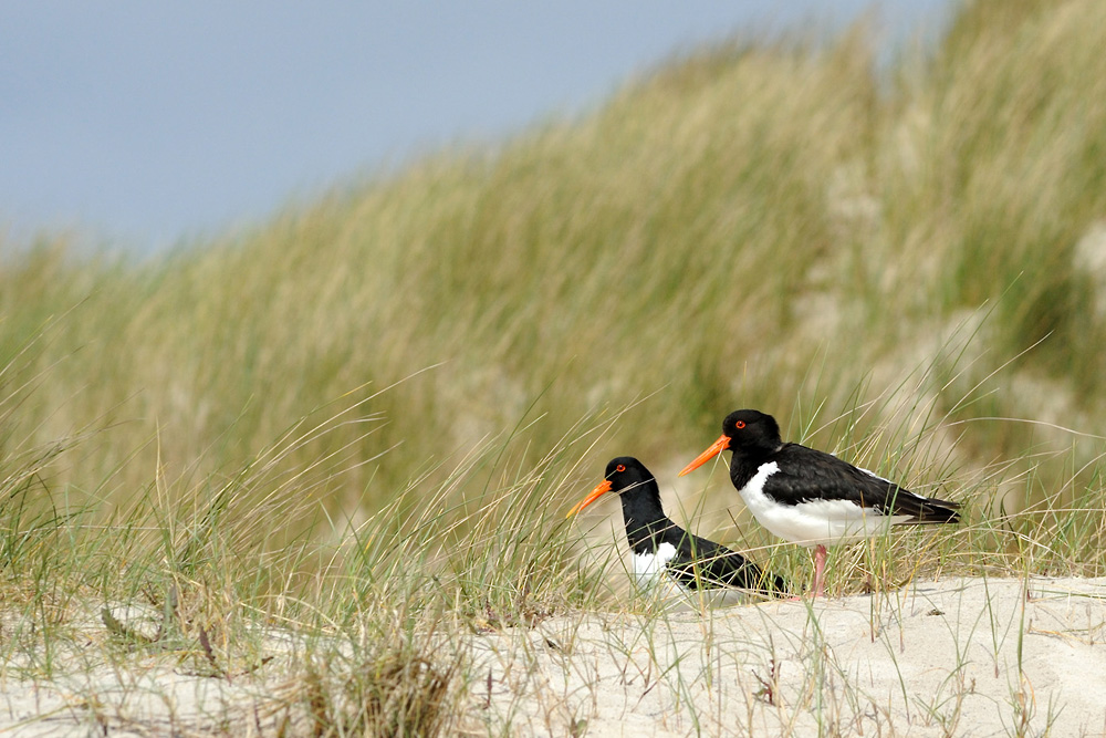 In den Dünen der Düne