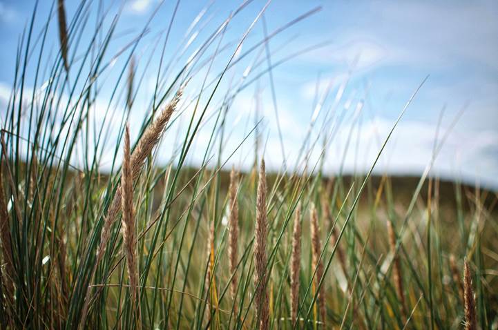 In den Dünen