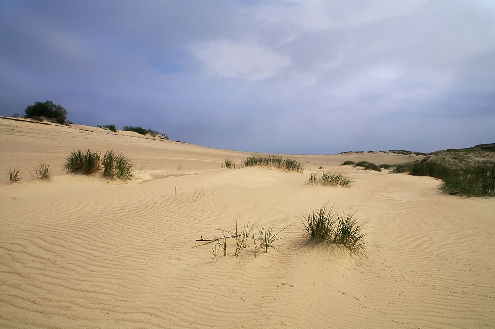 In den Dünen...