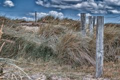 In den Dünen II