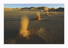 In den Dünen Süd-Algeriens