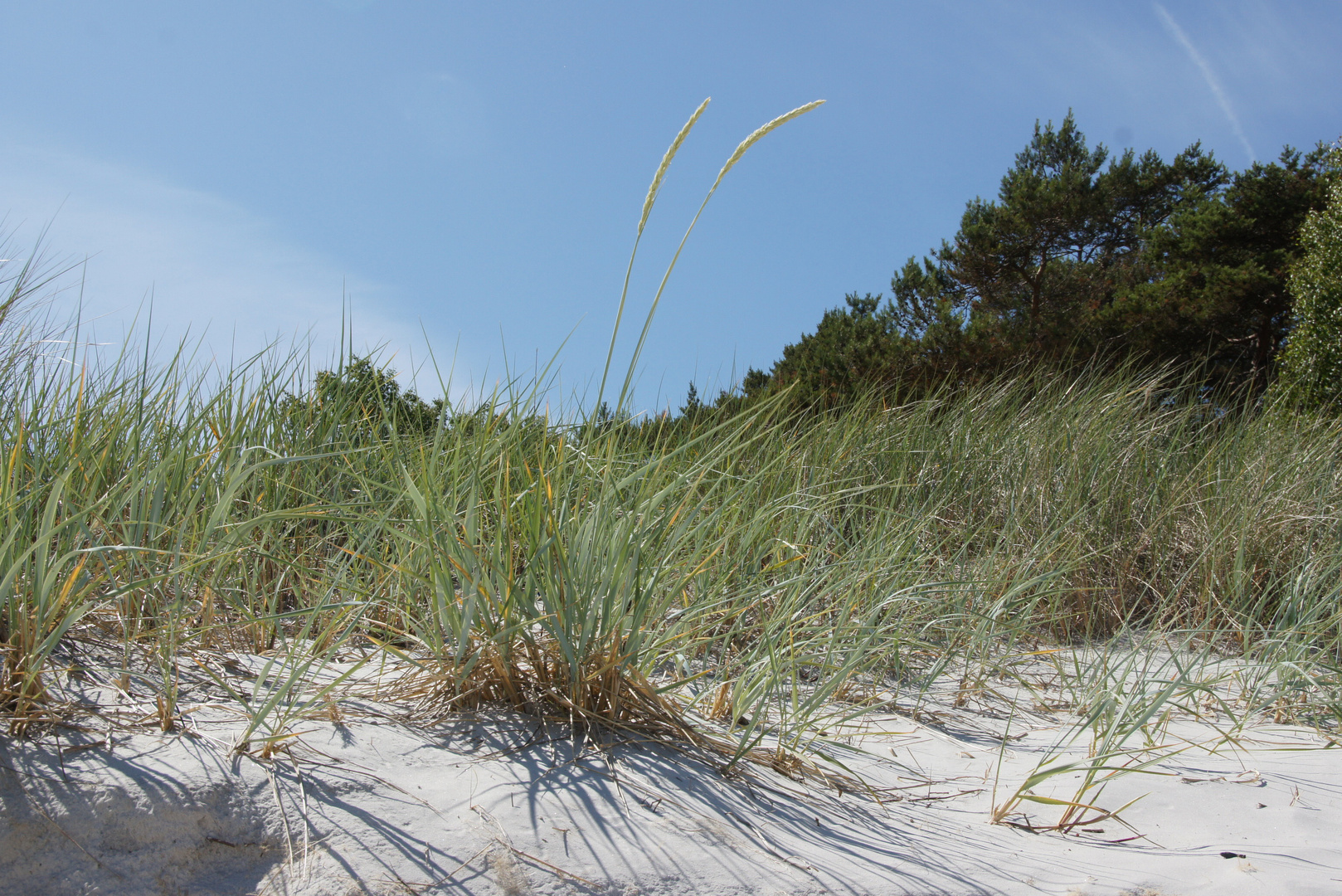 In den Dünen von Bornholm