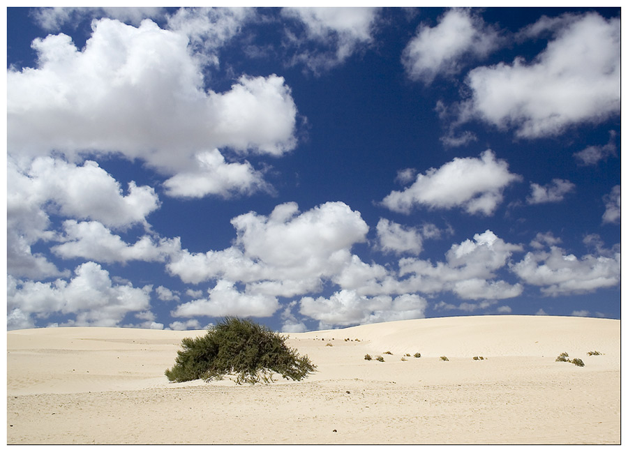 In den Dünen von Corralejo