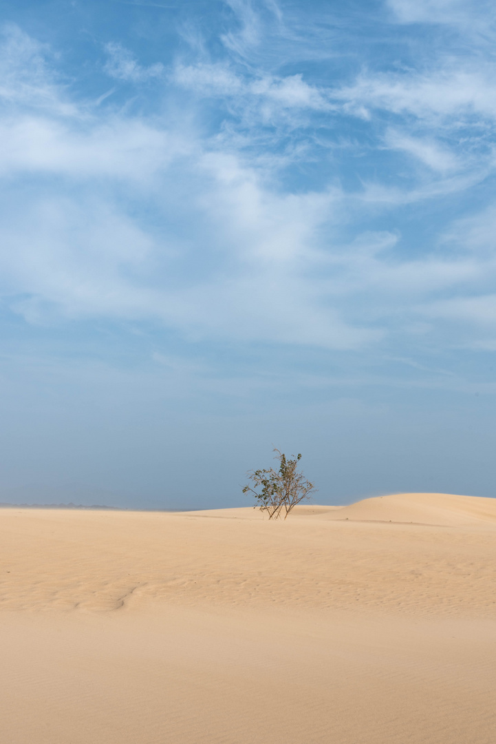 in den Dünen von Corralejo