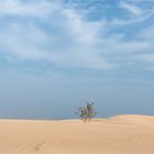 in den Dünen von Corralejo