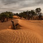 In den Dünen von Kanaan