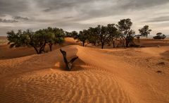 In den Dünen von Kanaan