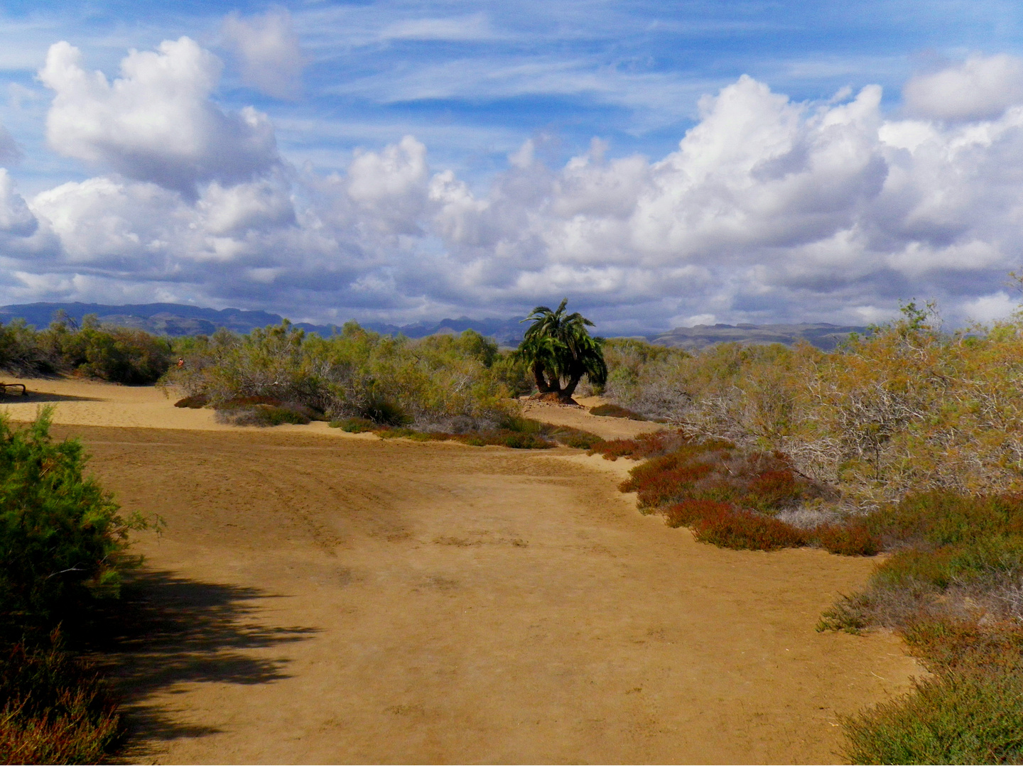 In den Dünen von Maspalomas