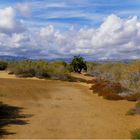 In den Dünen von Maspalomas