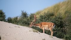 In den Dünen von Zandvoort 1