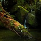 In den dunkelsten Ecken des Regenwaldes