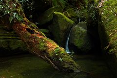 In den dunkelsten Ecken des Regenwaldes