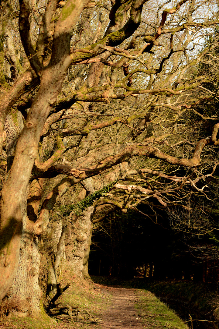 in den dunklen Wald