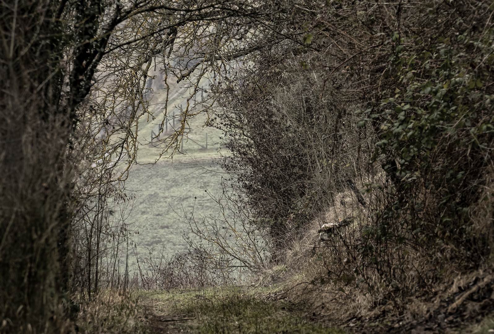 In den ehemaligen Weinbergen