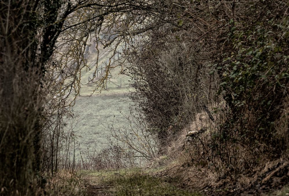 In den ehemaligen Weinbergen