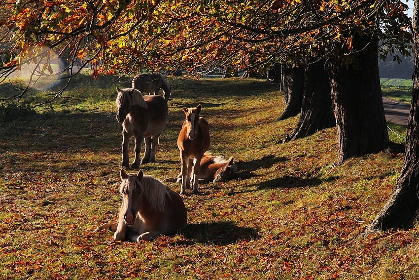 In den ersten Sonnenstrahlen