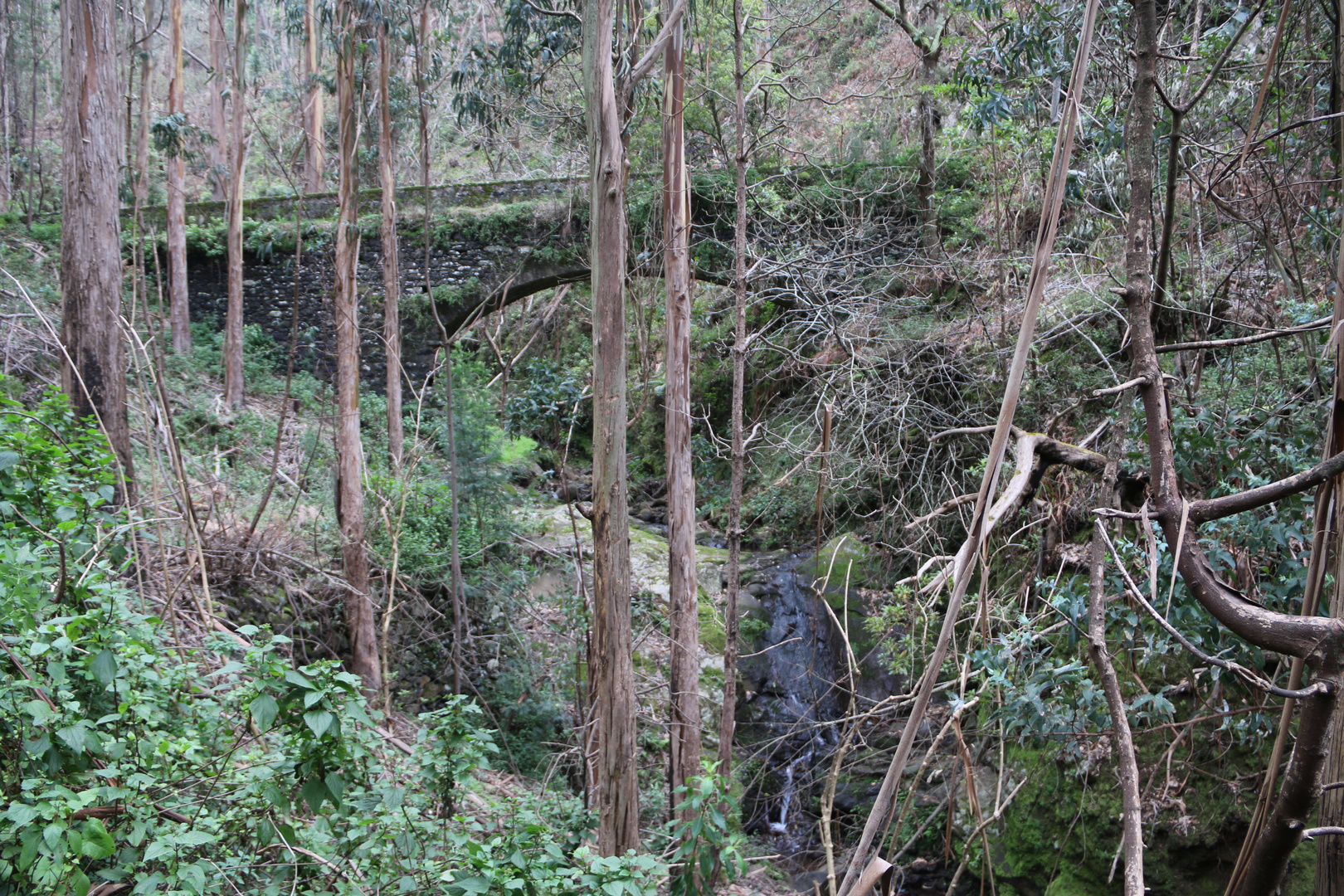 In den Eukalyptuswäldern von Madeira