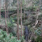 In den Eukalyptuswäldern von Madeira