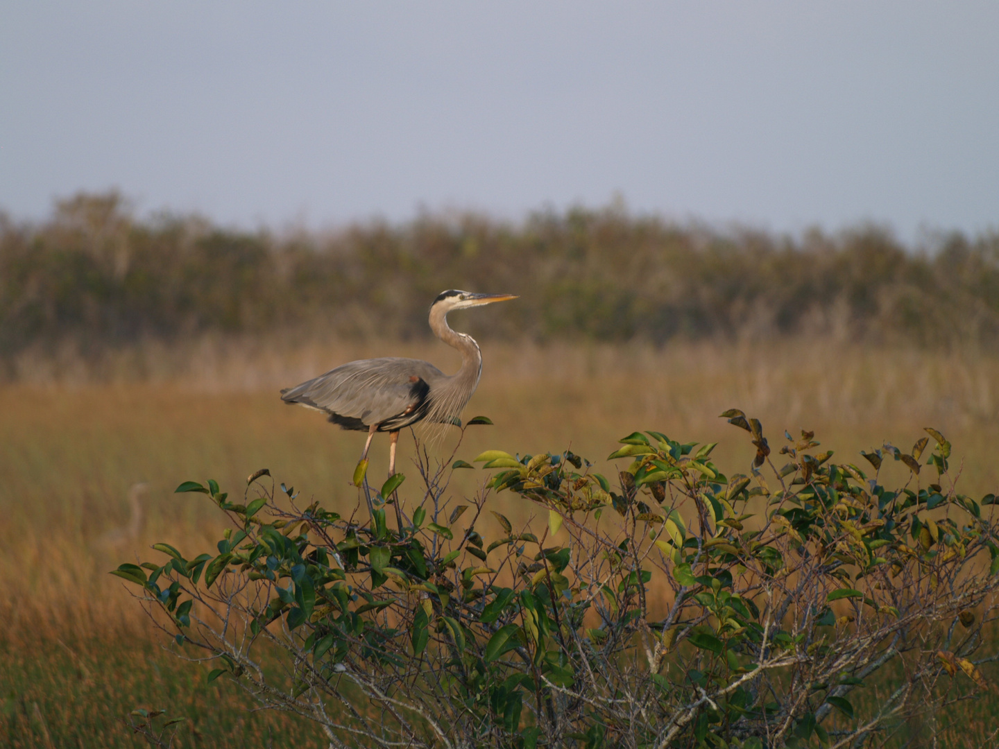 In den Everglades 2