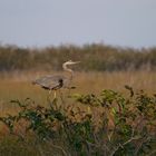 In den Everglades 2