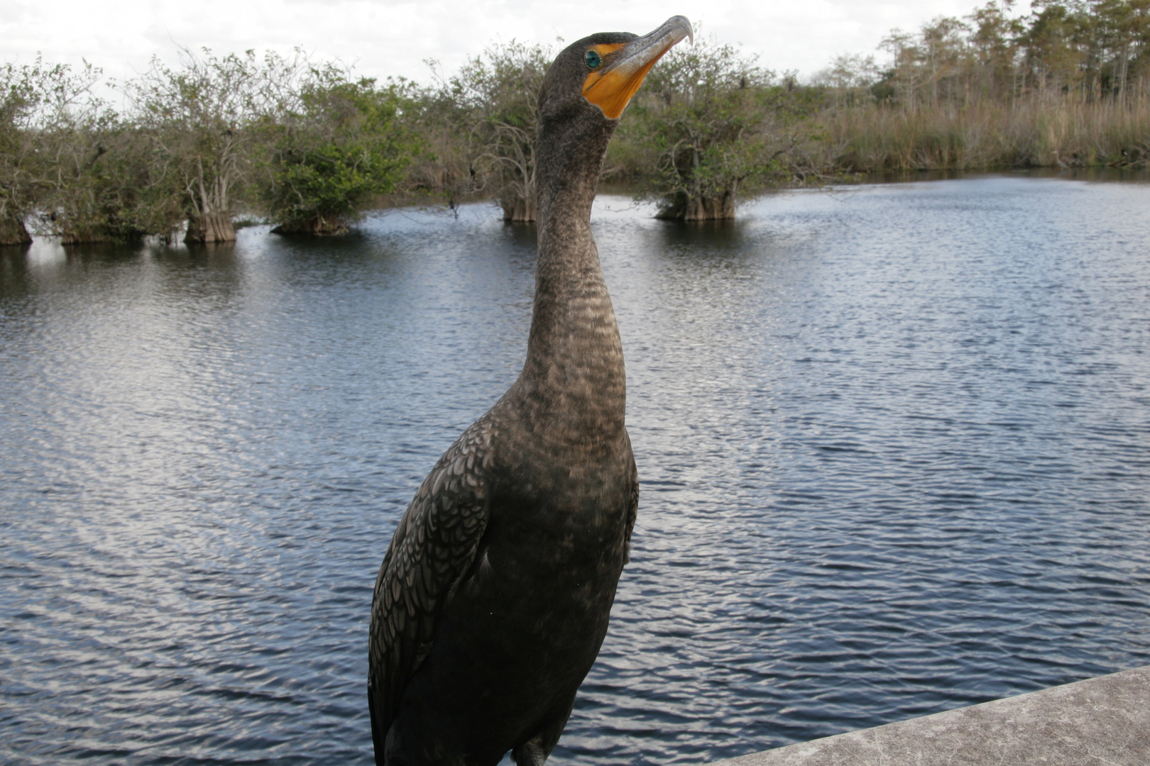 In den Everglades