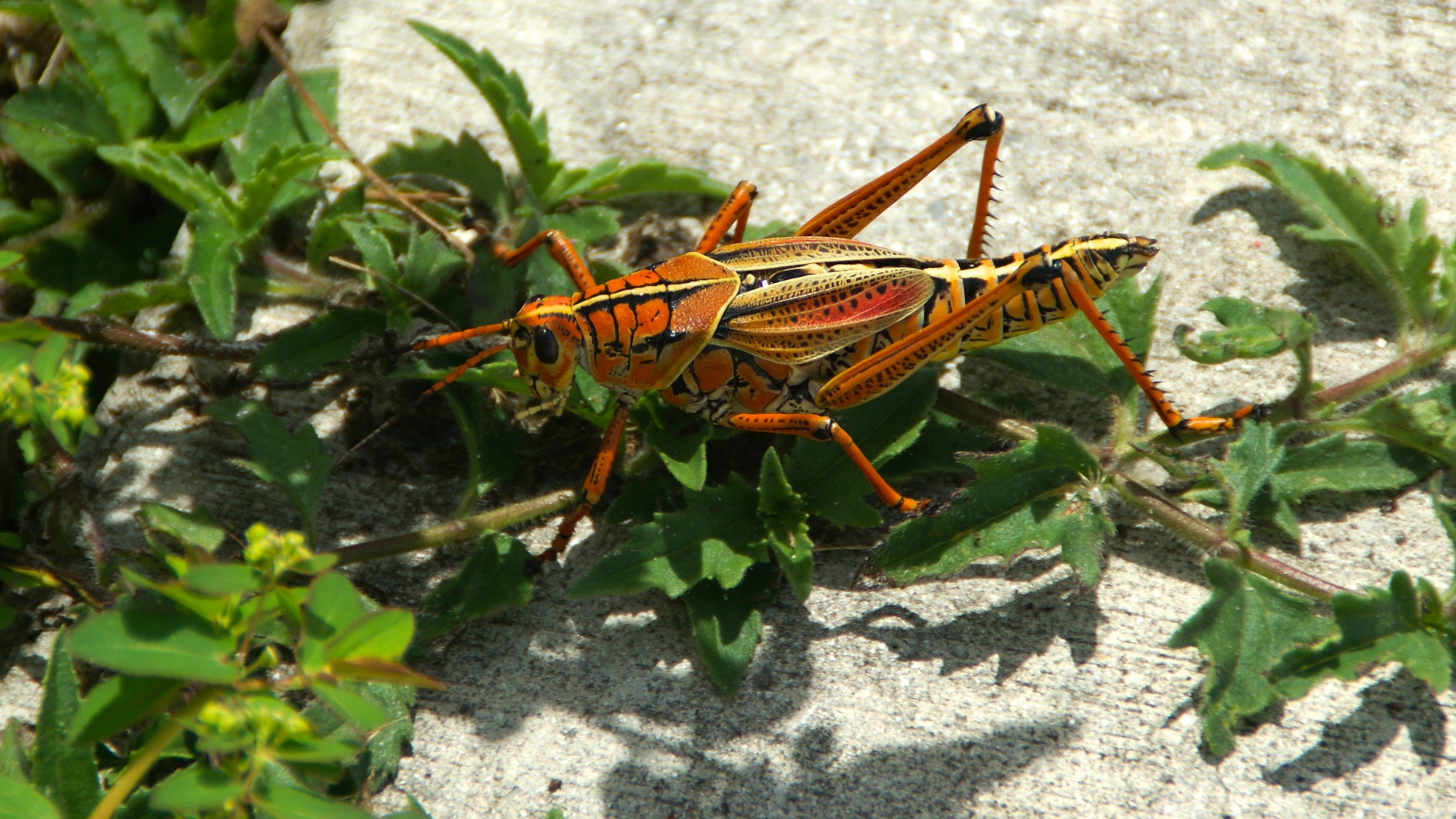 in den Everglades