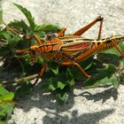 in den Everglades