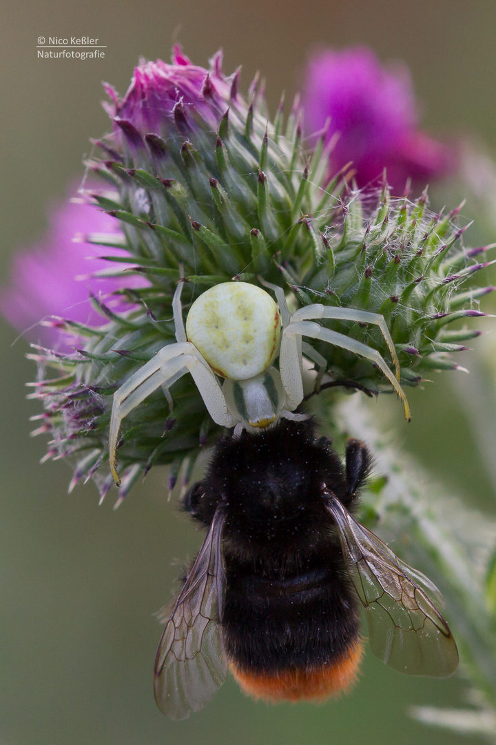 In den Fängen der Krabbenspinne