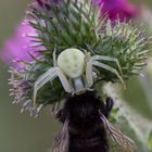 In den Fängen der Krabbenspinne