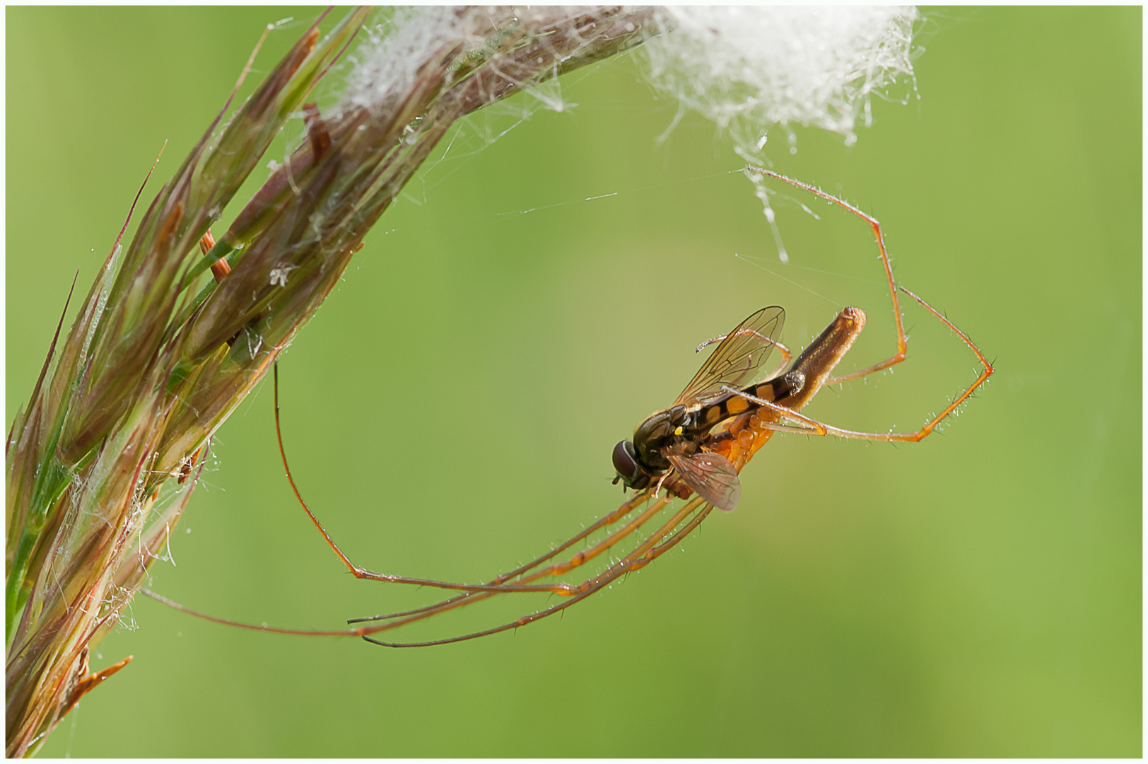 In den Fängen der Spinne