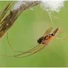 In den Fängen der Spinne