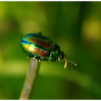 In den Farben des Regenbogens