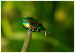 In den Farben des Regenbogens