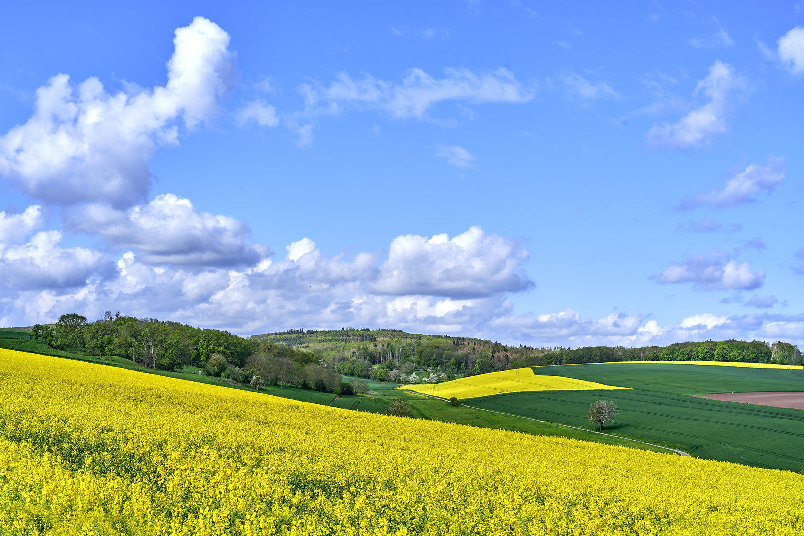 In den Feldern der Voreifel im Mai ,  ,  ,