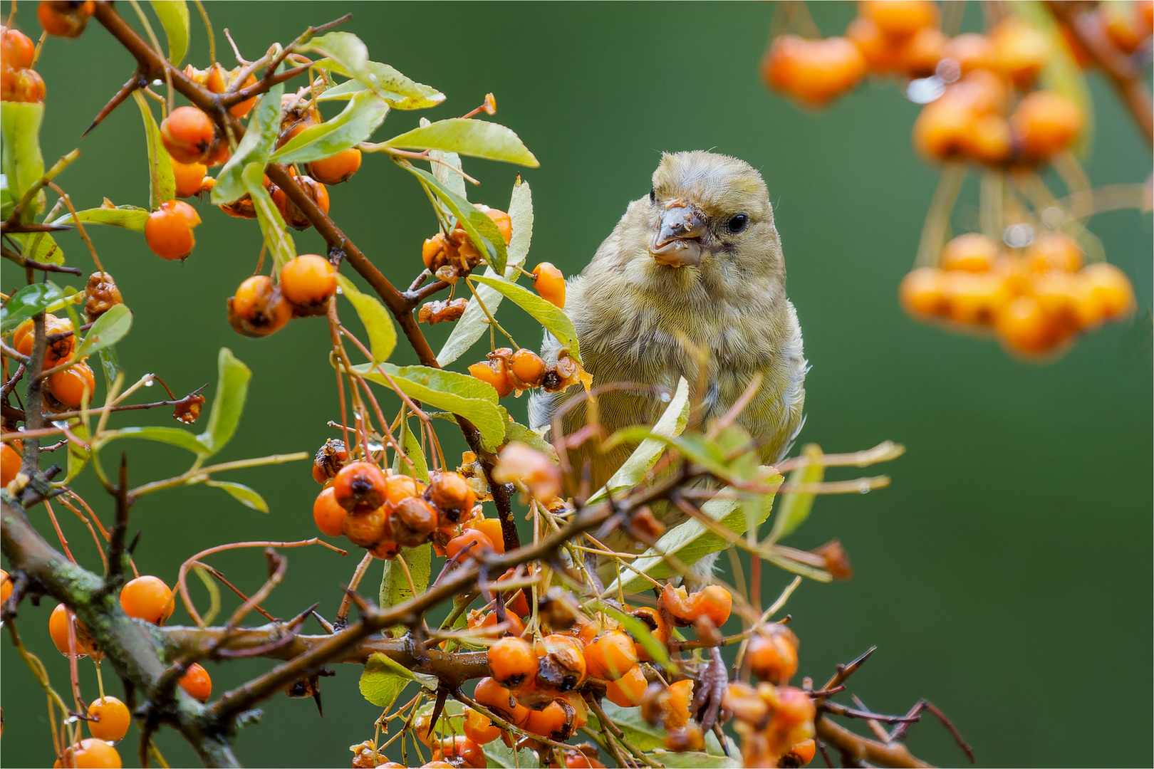 in den Feuerdorn - Beeren  .....