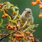 in den Feuerdorn - Beeren  .....