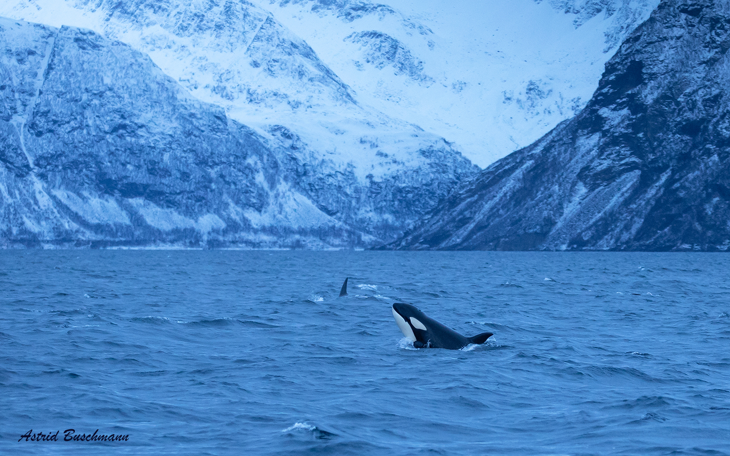 ***  IN DEN FJORDEN ii  ***