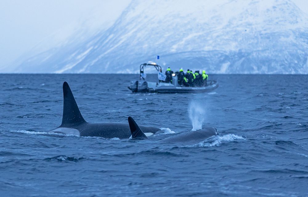 *** IN DEN FJORDEN III ***