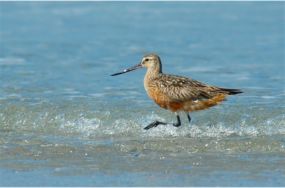 In den Fluten der Nordsee watende Schnepfen...