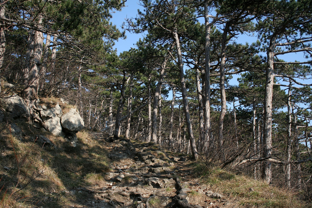 In den Föhrenbergen (2)