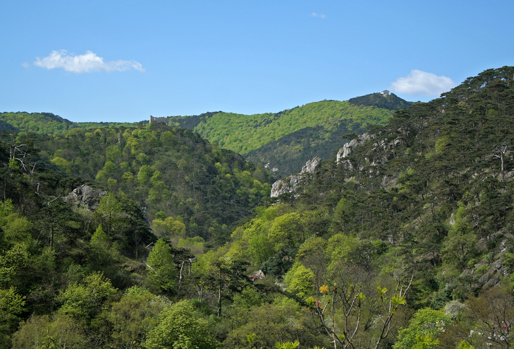 In den Föhrenbergen (4)