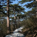 In den Föhrenbergen