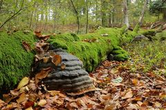 In den Fröruper Bergen