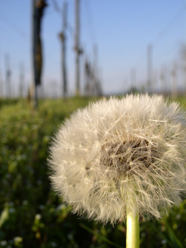 in den Frühling