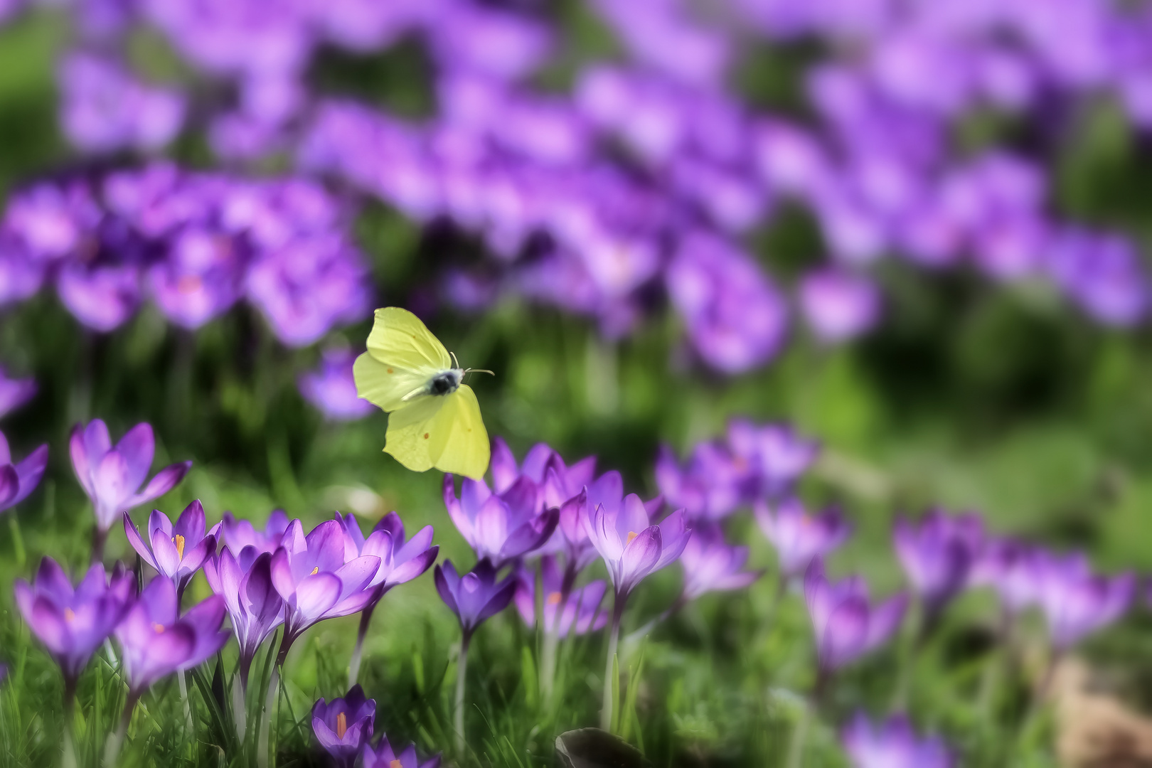 In den Frühling