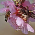 in den Frühling eingetaucht.......